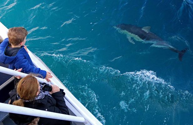 Dolphin & Whale Cruise