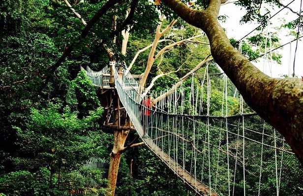 Forest Research Institute Malaysia (FRIM) Nature Trekking from Kuala Lumpur