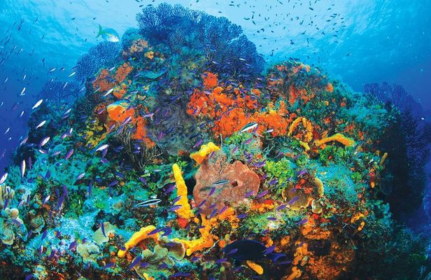 Discover Scuba Diving - One Tank at Coral Reef