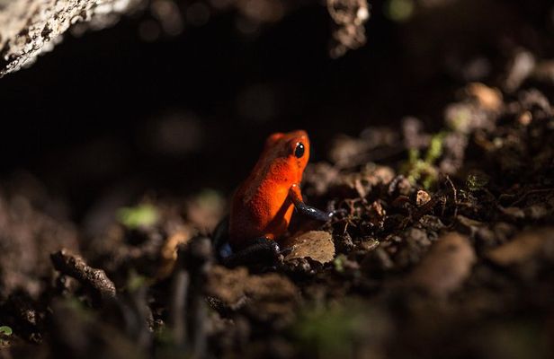 Guided Night Hike Arenal Mundo Aventura