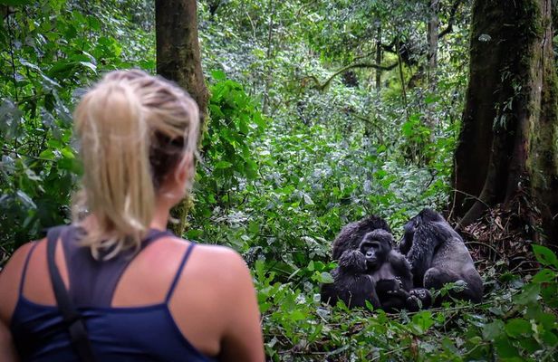 6-Day Gorilla Trekking and Kampala City Tours