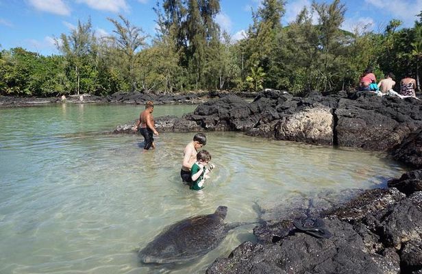 Beach Snorkel - Sea Turtle and Black Sand Lagoon