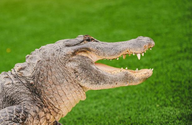 Everglades VIP Airboat Tour with Transportation Included