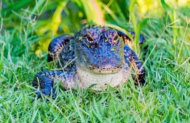 Swamp Boat and Plantation Tour with Shuttle from New Orleans