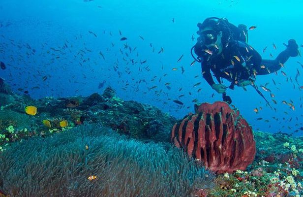 Try Scuba Diving In Havlock