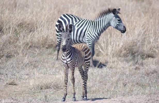 7 Day Safari To Selous, Mikumi and Ruaha National Parks + transfers