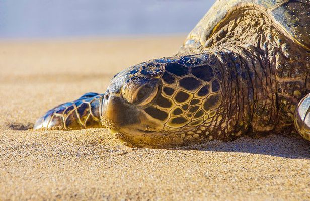 Private Shore Excursion: Best Highlights of Maui