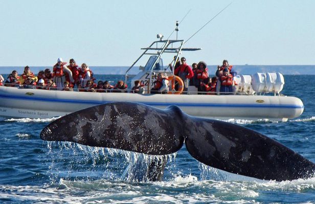 Whales and Sea lions watching at Peninsula de Valdes - PUERTO MADRYN