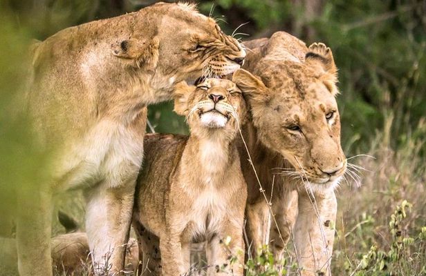 4 Day Kruger National Park and Panorama Route Safari