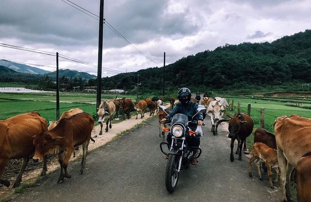 Da Lat Easy Rider Tour to Coffee Farm - Waterfalls_Full day