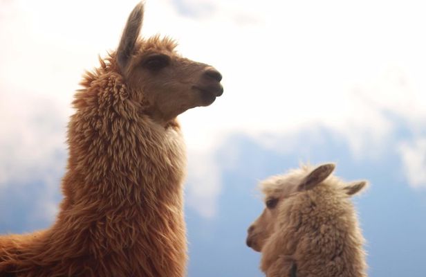 The Ultimate 6 Day Route through Ecuador's Andes and Amazon Tour