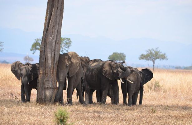 4 Day Serengeti & Ngorongoro Safari Wildlife Wonders of Tanzania