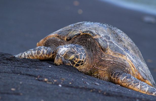 Big Island Highlights: Volcano, Black Sands & Waterfall