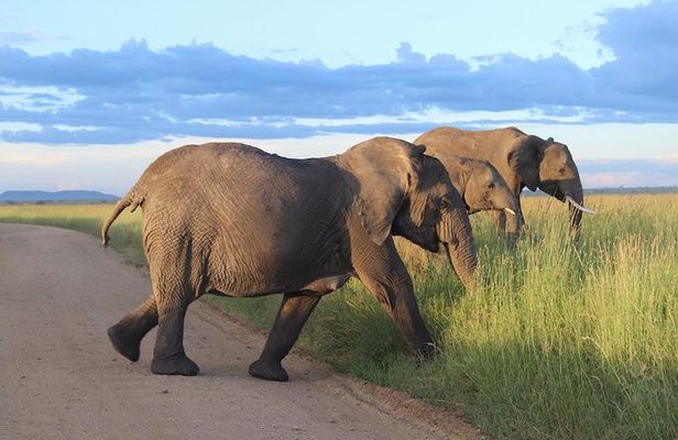 6-Day Soul of Tanzania Safari – All - Inclusive