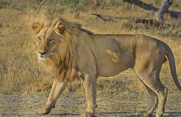 Hluhluwe Imfolozi Big 5 Reserve day Safari from Durban