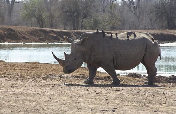 Full-Day Hlane Royal National Park Safari from Manzini