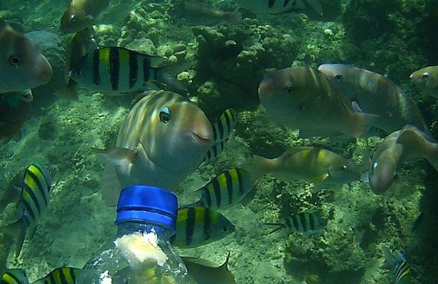 Snorkeling Tour to Amazing Coral Garden in South Gilies
