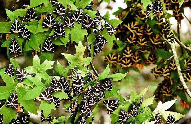 Discover Rhodes: Filerimos, Butterflies, Kameiros, Prof guide