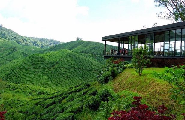 Cameron Highlands & Batu Caves Full-Day Tour