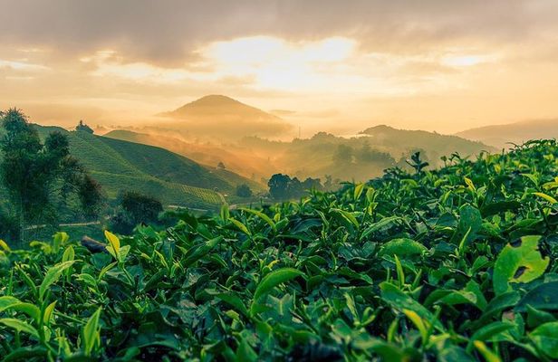 Garden of Nature - Cameron Highlands Full Day Tour