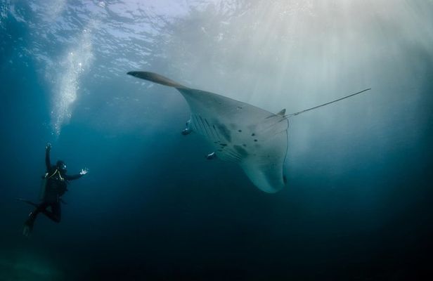 Bali Hai - Reef Cruise