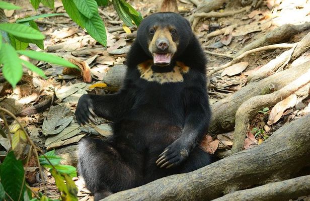 Bornean Sun Bear Conservation Centre & Sepilok Orang Utan Rehab Centre Tour