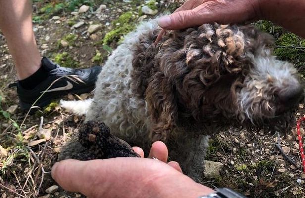 Truffle Hunting with Wine Tasting