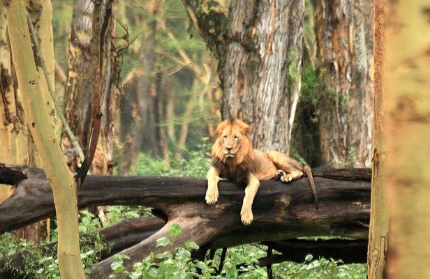 Day trip - Lake Nakuru National Park Tour From Nairobi