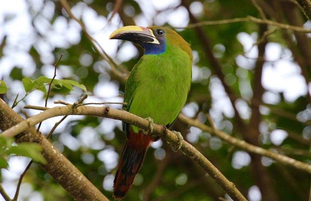 Monteverde reserve Birding tour with Esteban daily guided tours