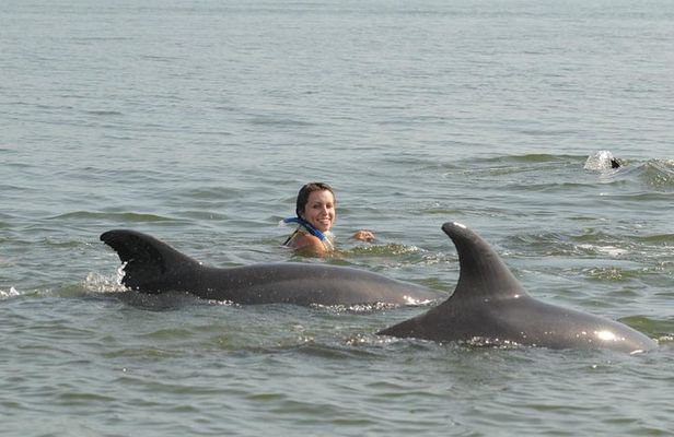 Swimming with Wild Dolphins 
