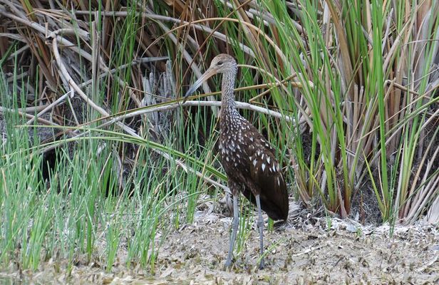 Crooked Tree Bird Watching