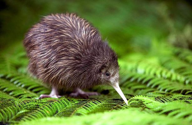 Akaroa Shore Excursion: Banks Peninsula, Christchurch City Tour and Willowbank Wildlife Reserve
