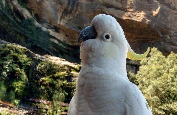 Blue Mountains Private Tour
