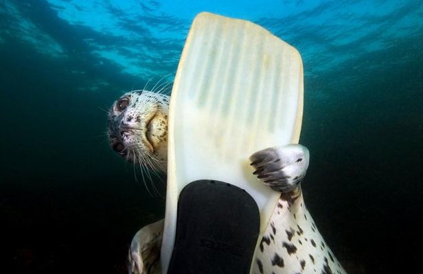 Snorkel, Kayak, and Seal Adventure: Vancouver Boat Tour