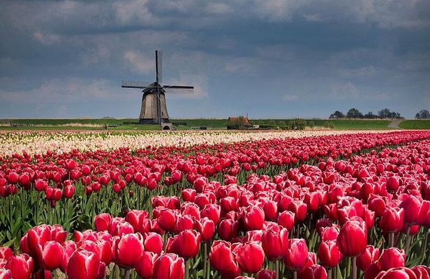 Windmills-Volendam-Giethoorn Private Tour in Jaguar