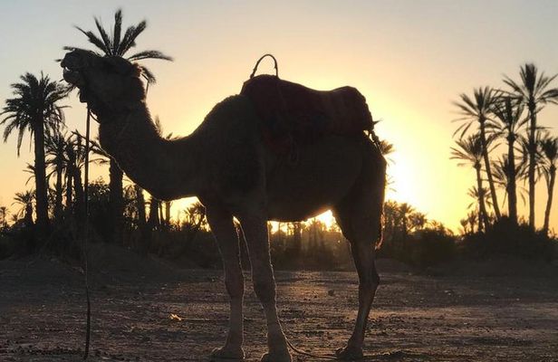 Palmerai groove Camel Ride with SunSet