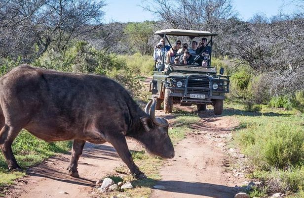 Bush Safari