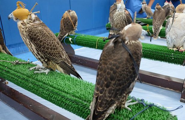 Falcon Hospital Tour Abu Dhabi