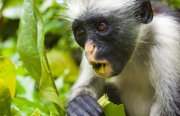 Jozani Forest & Dolphin Swimming Full day Tour - Zanzibar