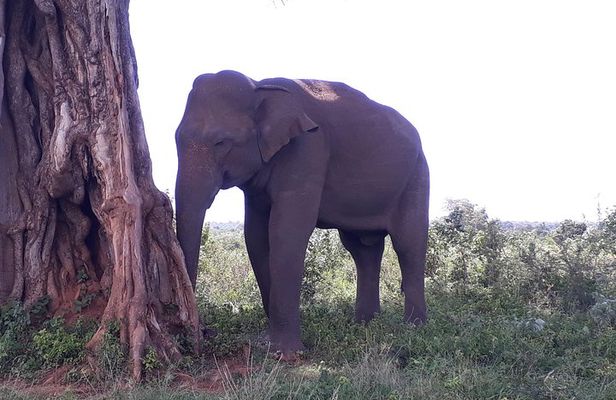 Private 2-Day Trip To Mirissa Beach And Yala From Colombo