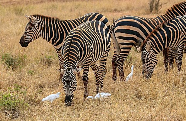 Tsavo East 2days safari