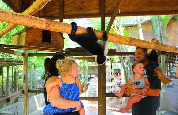 Mayan Jungle Zipline, Monkey & Sloths, City Tour & Private Vehicle
