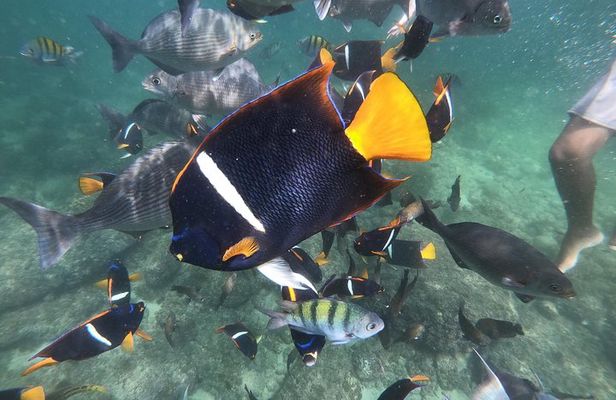 Full-Day Experience in Banderas Bay