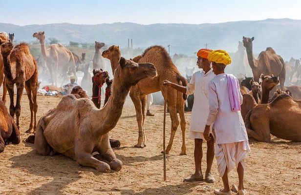 Private Day Trip to Ajmer & Pushkar from Jaipur