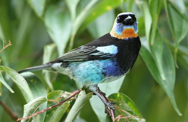 Birding Metropolitan Natural Park