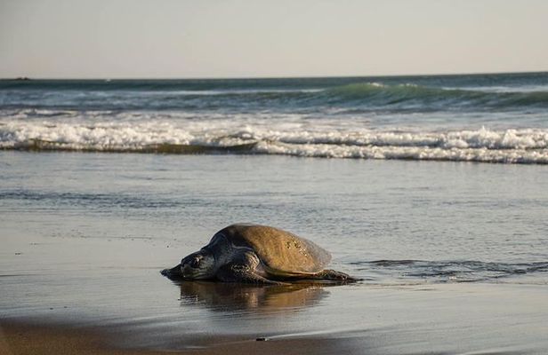 Turtle Nesting Tour