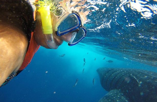 Half Day Whale Shark Tour From Playa del Carmen