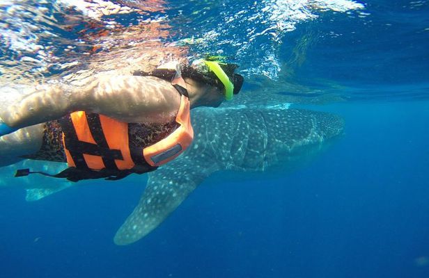Whale Shark Tour from Cancun and Playa Del Carmen