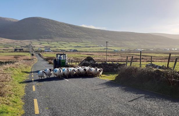 Dingle: Hour Slea Head Drive Tour 4hr - Personal Chauffeur Guide