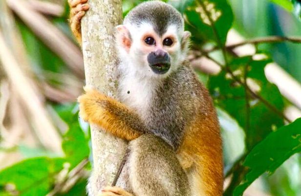 Manuel Antonio National Park Wildlife Tour